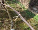 Szőlőkötöző drót papír bevonattal 20 cm - 1000 db