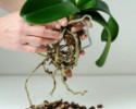 Cocochips kókusz szubstrátum orchideához- 500 g