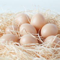 Üreges műanyag tojás tojófészekbe